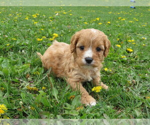 Cavalier King Charles Spaniel-Cavapoo Mix Puppy for sale in SHILOH, OH, USA