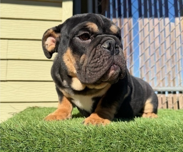 Medium Photo #11 English Bulldog Puppy For Sale in SAN JOSE, CA, USA