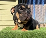 Small #10 English Bulldog