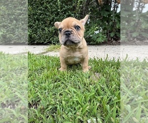 French Bulldog Puppy for Sale in SAYREVILLE, New Jersey USA