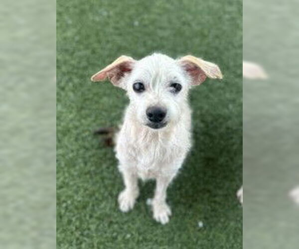 Medium Photo #6 Mutt Puppy For Sale in San Diego, CA, USA