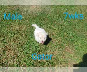 West Highland White Terrier Puppy for sale in MOUNTAINBURG, AR, USA