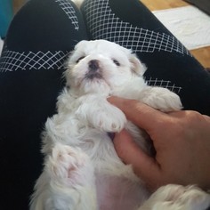 Maltese Puppy for sale in EASTON, PA, USA