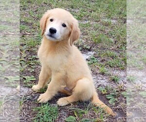 Golden Retriever Puppy for sale in POMONA PARK, FL, USA
