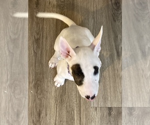Bull Terrier Puppy for sale in COLLEGE STATION, TX, USA