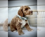 Small Photo #18 Goldendoodle (Miniature) Puppy For Sale in OWENSBORO, KY, USA