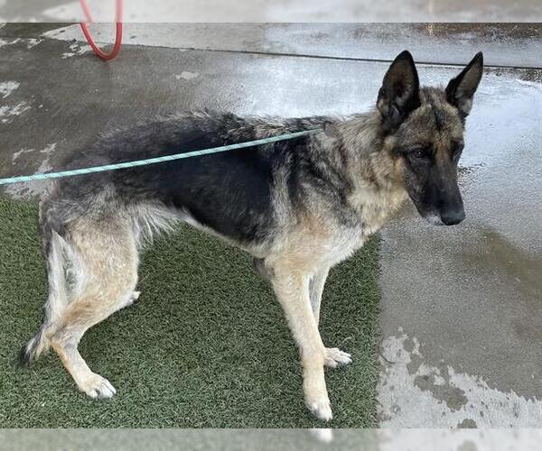 Medium Photo #1 German Shepherd Dog Puppy For Sale in Modesto, CA, USA