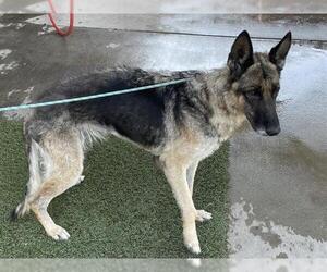 German Shepherd Dog Dogs for adoption in Modesto, CA, USA