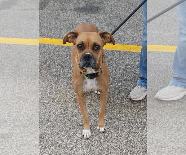 Medium Photo #19 Boxer Puppy For Sale in Burnsville, MN, USA