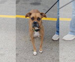 Small #18 Boxer