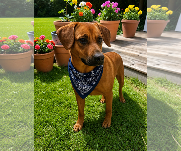 Medium Photo #7 Black Mouth Cur-Unknown Mix Puppy For Sale in McKinney, TX, USA