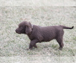 Small Photo #11 Labradoodle Puppy For Sale in MEMPHIS, MO, USA