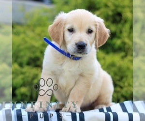 Golden Retriever Puppy for sale in LITITZ, PA, USA