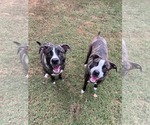 Small #4 Boxador