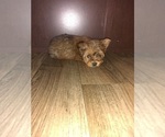 Small Photo #3 Yorkshire Terrier Puppy For Sale in LAPEER, MI, USA