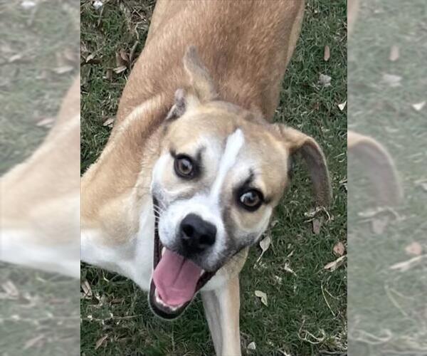Medium Photo #2 Beagle-Unknown Mix Puppy For Sale in Texas City, TX, USA