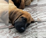 Small Photo #4 Mastiff-Saint Bernard Mix Puppy For Sale in KIMBOLTON, OH, USA