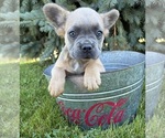 Small #3 French Bulldog