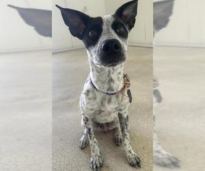 American Staffordshire Terrier-Unknown Mix Dogs for adoption in San Antonio, TX, USA