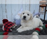 Small #1 English Cream Golden Retriever