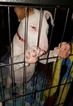 Small Photo #3 Bull Terrier Puppy For Sale in LONG BEACH, CA, USA