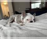 Small #5 French Bulldog
