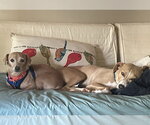 Small Photo #3 Dachshund-Unknown Mix Puppy For Sale in Arlington, VA, USA