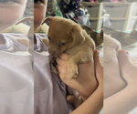 Small #1 Chihuahua Mix