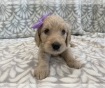 Small Photo #4 Goldendoodle Puppy For Sale in N HIGHLANDS, CA, USA