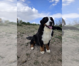 Bernese Mountain Dog Puppy for sale in DELTA, CO, USA