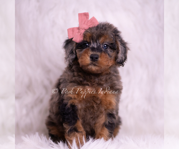 Medium Photo #28 Poodle (Toy) Puppy For Sale in WARSAW, IN, USA