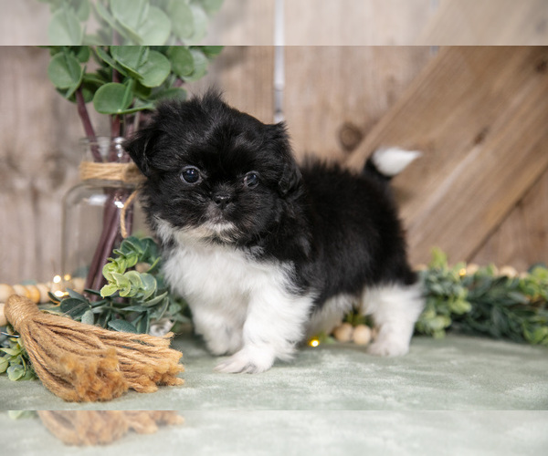 Medium Photo #1 Shih Tzu Puppy For Sale in GREENWICH, OH, USA