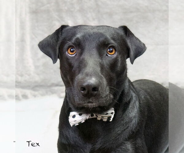 Medium Photo #1 Labrador Retriever-Unknown Mix Puppy For Sale in Hot Springs Village, AR, USA