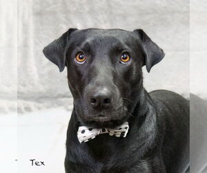 Labrador Retriever-Unknown Mix Dogs for adoption in Hot Springs Village, AR, USA