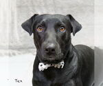 Small Labrador Retriever Mix