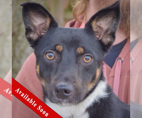 Medium Photo #1 Australian Kelpie-Unknown Mix Puppy For Sale in Huntley, IL, USA