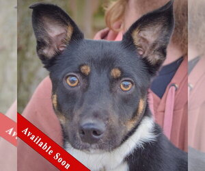 Australian Kelpie-Unknown Mix Dogs for adoption in Huntley, IL, USA