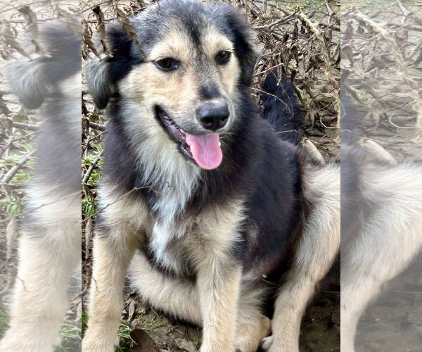 Medium Photo #1 Huskies -Unknown Mix Puppy For Sale in Okolona, MS, USA