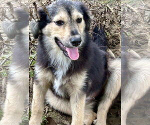 Huskies -Unknown Mix Dogs for adoption in Okolona, MS, USA