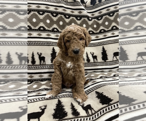 Medium Photo #9 Goldendoodle Puppy For Sale in LOWVILLE, NY, USA
