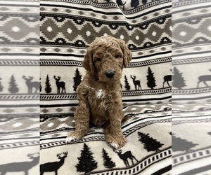 Medium Goldendoodle