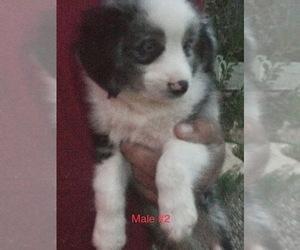 Miniature Australian Shepherd Puppy for sale in NATURITA, CO, USA