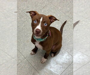 Labsky Dogs for adoption in Mundelein, IL, USA