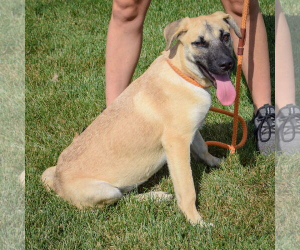 Medium Photo #3 Shepradors Puppy For Sale in Huntley, IL, USA