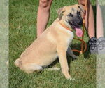 Small #2 Shepradors