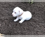 Small Photo #7 Jack Russell Terrier Puppy For Sale in APPLE CREEK, OH, USA