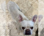 Small #1 French Bulldog