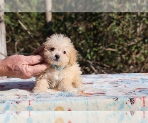 Poodle (Toy) Puppy for sale in DYERSBURG, TN, USA