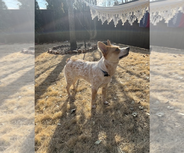 Medium Photo #1 Australian Shepherd-Red Heeler Mix Puppy For Sale in MCKINNEY, TX, USA
