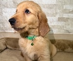 Puppy 2 Golden Retriever